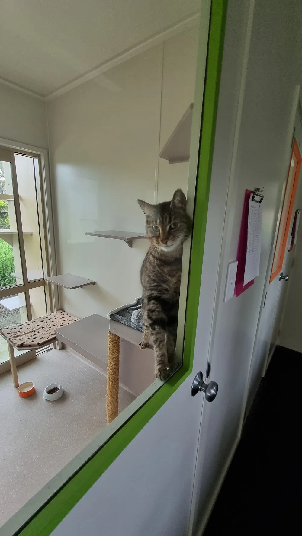The Cat's Whiskers - Bay of Plenty pet otel görseli 3