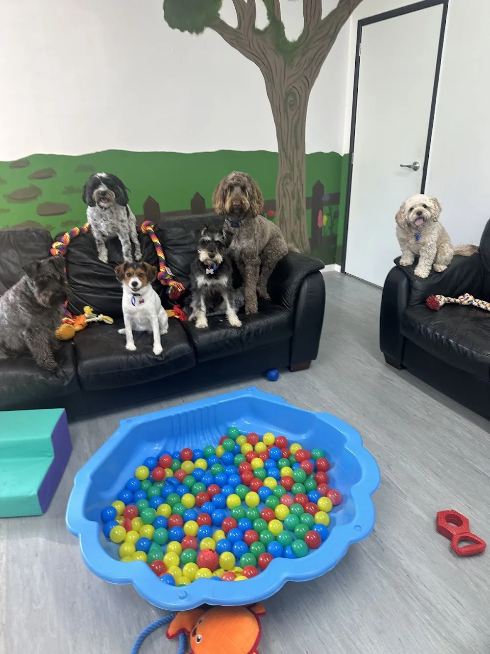 The dog box retreat Pet Hotel - Bay of Plenty pet otel görseli 2
