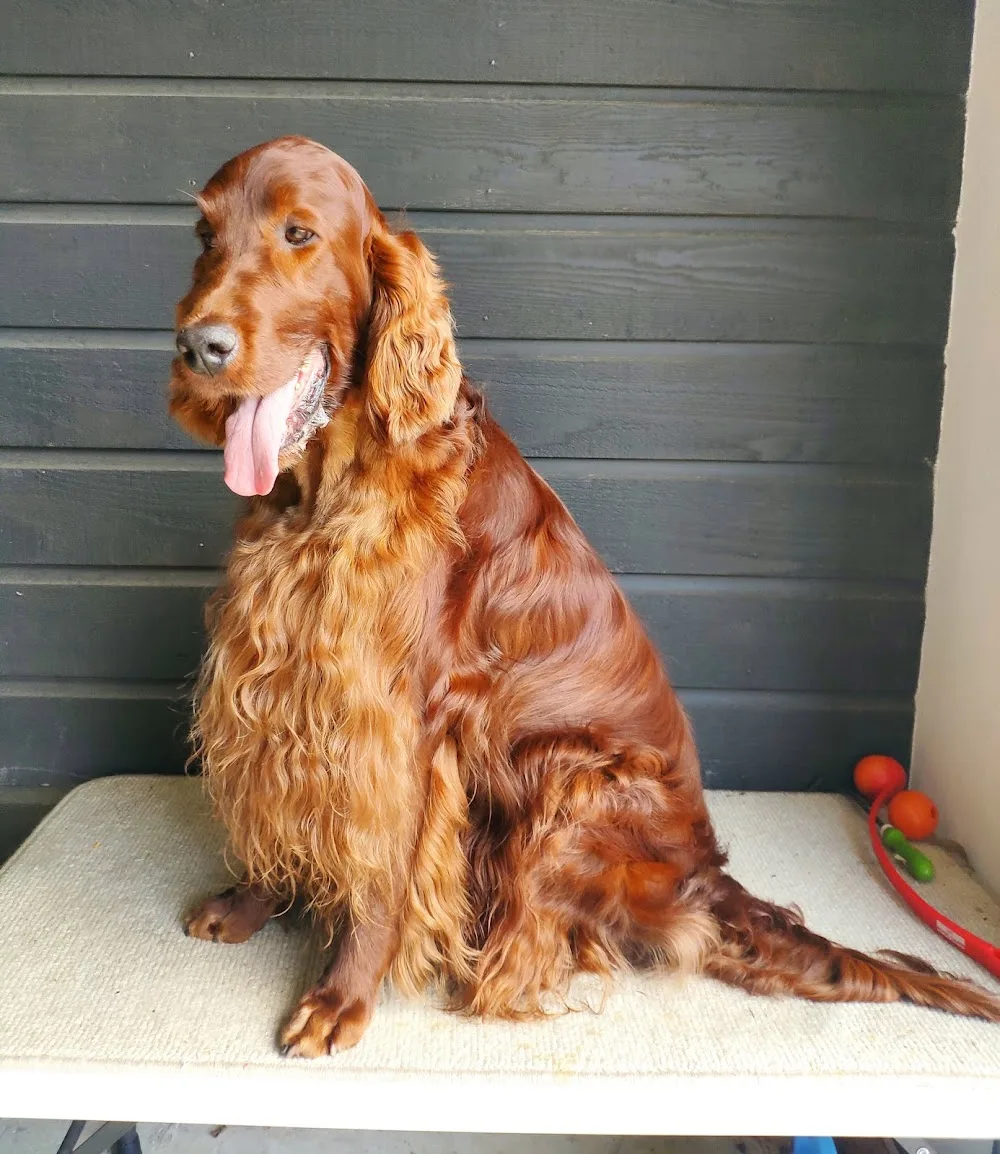 Wags Pet Hotel & Doggy Daycare - Bay of Plenty pet otel görseli 2