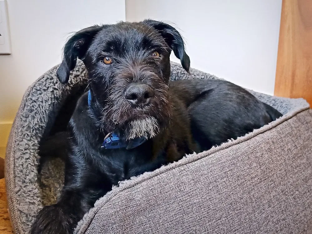 Wags Pet Hotel & Doggy Daycare - Bay of Plenty pet otel görseli 3