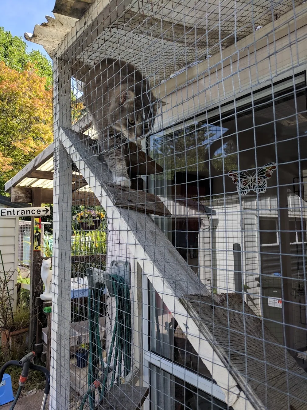 Waikanae Boarding Cattery - Bay of Plenty pet otel