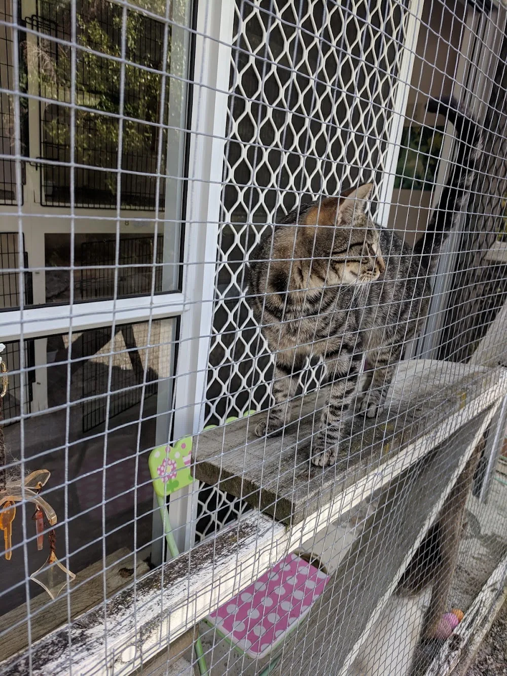 Waikanae Boarding Cattery - Bay of Plenty pet otel görseli 3