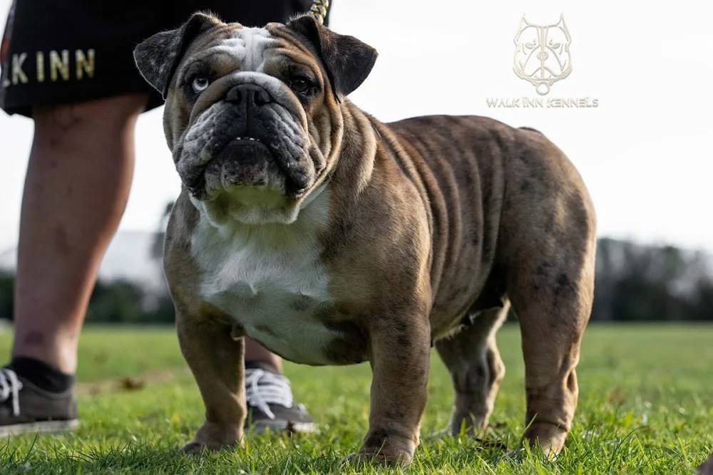 Walk Inn Kennels - Bay of Plenty pet otel görseli 3
