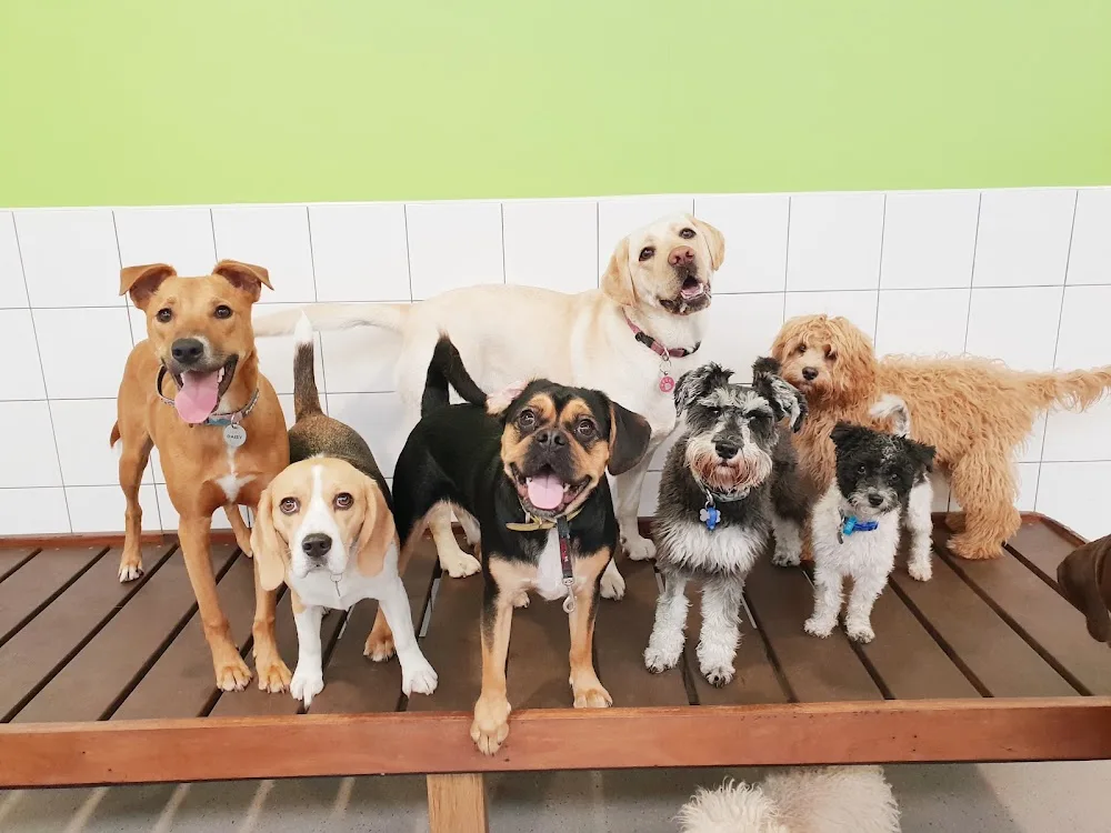 Kip Bayswater Dog Daycare - Bayswater North pet otel görseli 2
