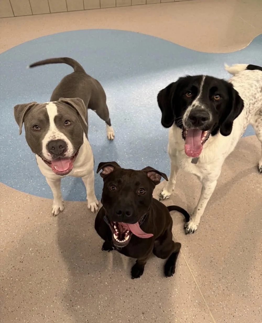 Kip Bayswater Dog Daycare - Bayswater North pet otel görseli 3