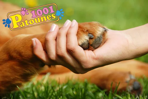 1001 patounes - Luxembourg pet otel