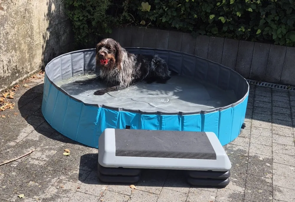asnpetphysio&dogpension - Luxembourg pet otel görseli 3