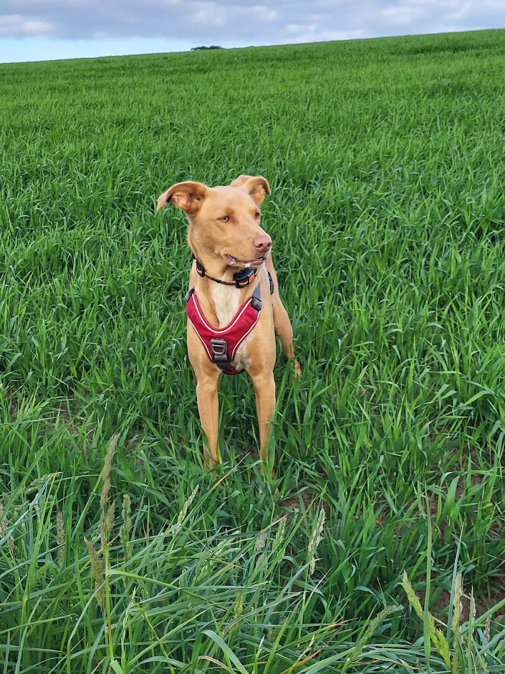 Au coin des chiens - Luxembourg pet otel
