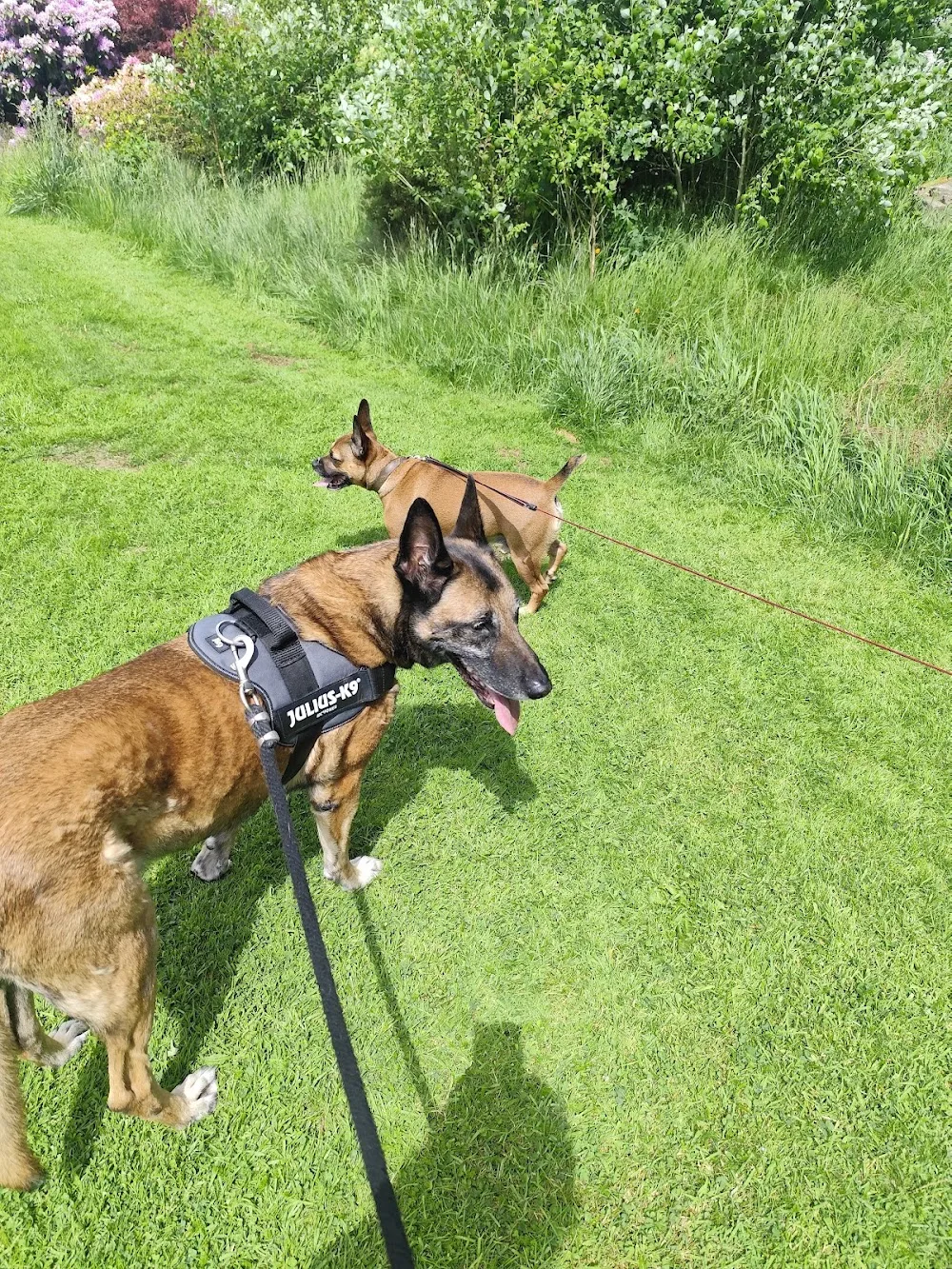 BA&KO pension canine unifamiliale - Luxembourg pet otel görseli 2