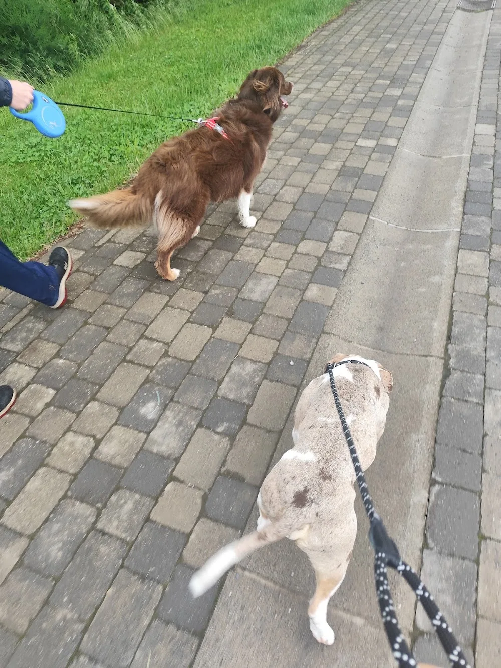 BA&KO pension canine unifamiliale - Luxembourg pet otel görseli 3