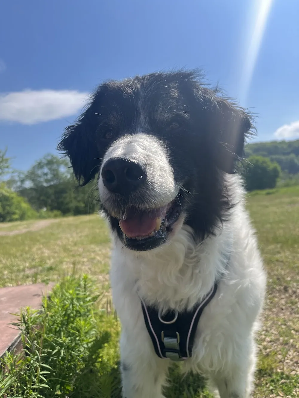 Chez Loulou - Luxembourg pet otel