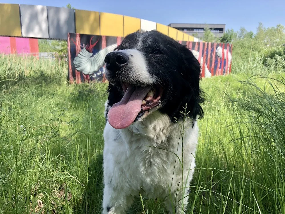 Chez Loulou - Luxembourg pet otel görseli 3
