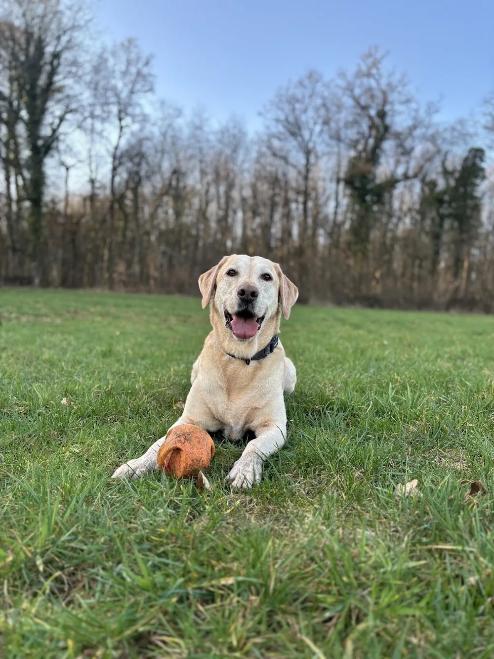 HoKa Lampecher Déierepensioun - Luxembourg pet otel görseli 3