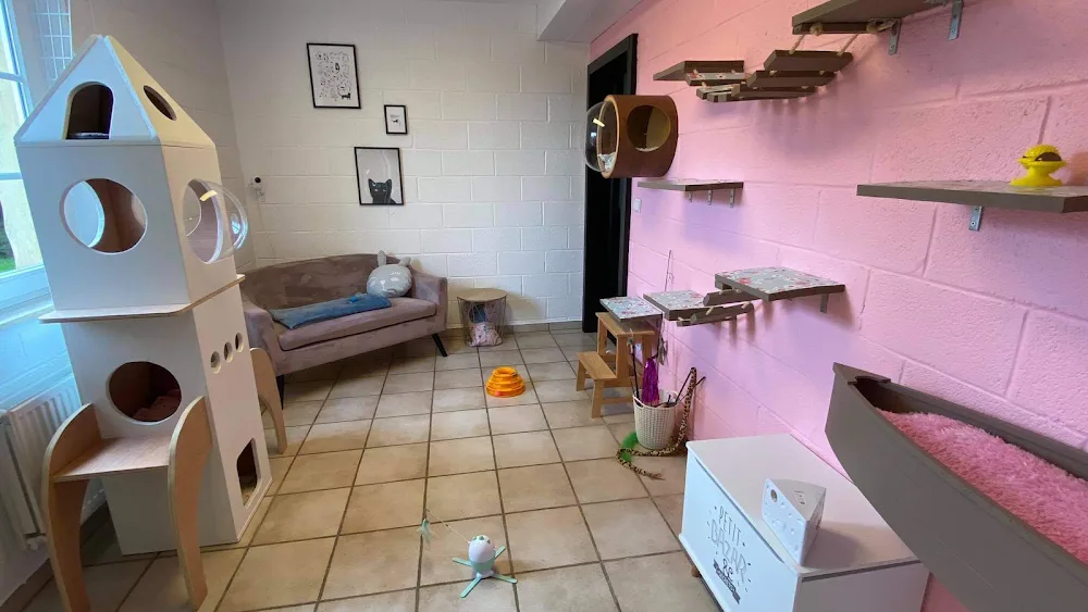 La vie de pacha | Pension pour chats - Luxembourg pet otel