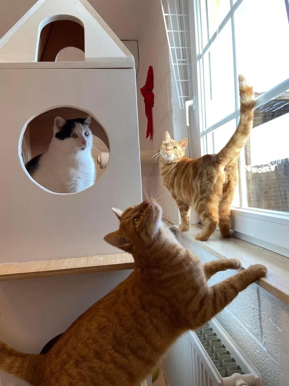 La vie de pacha | Pension pour chats - Luxembourg pet otel görseli 3