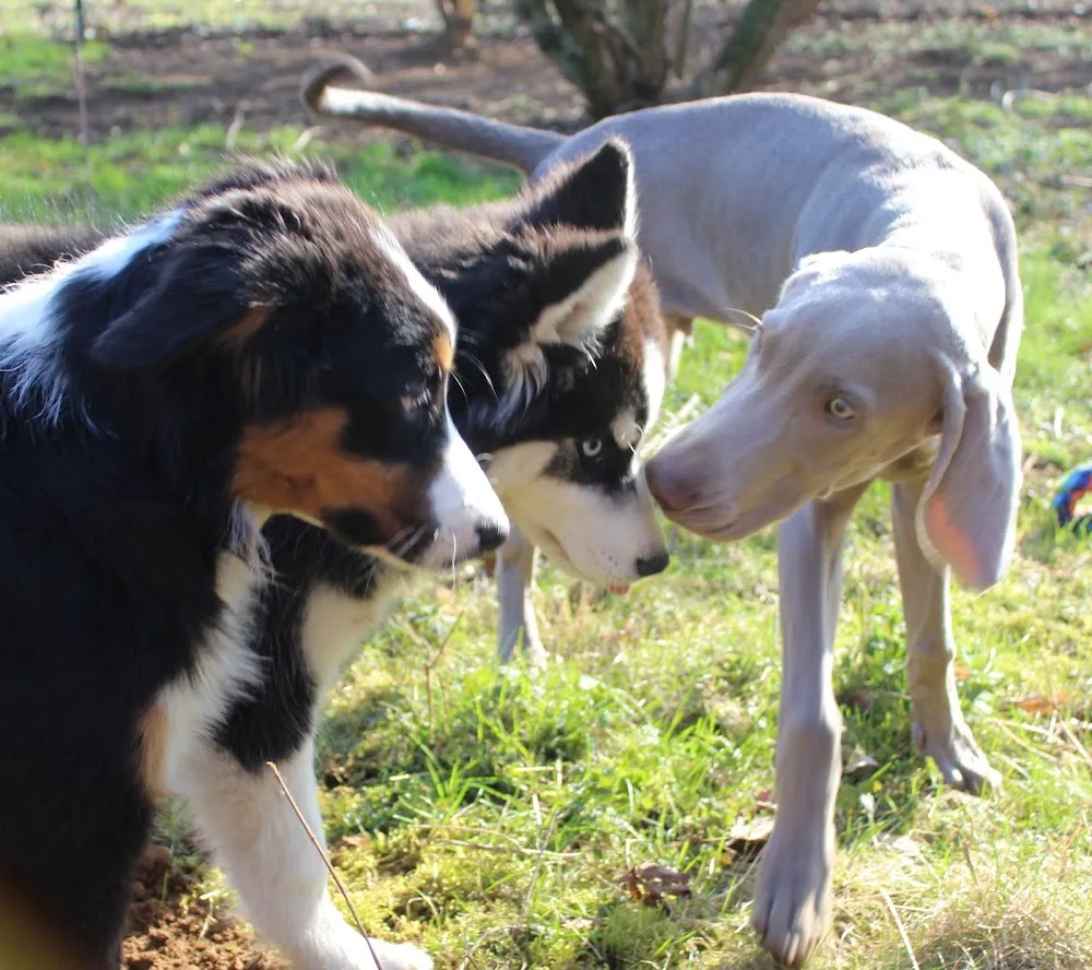 Lassie (Déierepensioun) - Luxembourg pet otel