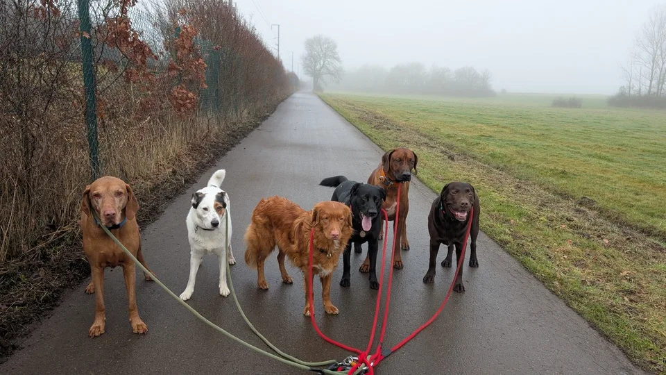 Lucky Dogs - Luxembourg pet otel