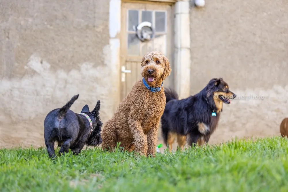 Lucky Dogs - Luxembourg pet otel görseli 3