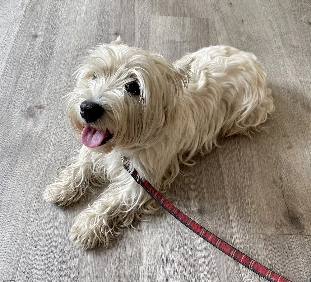 Martha & Friends The Dog Wellness Company S.a.r.l., - Luxembourg pet otel görseli 2