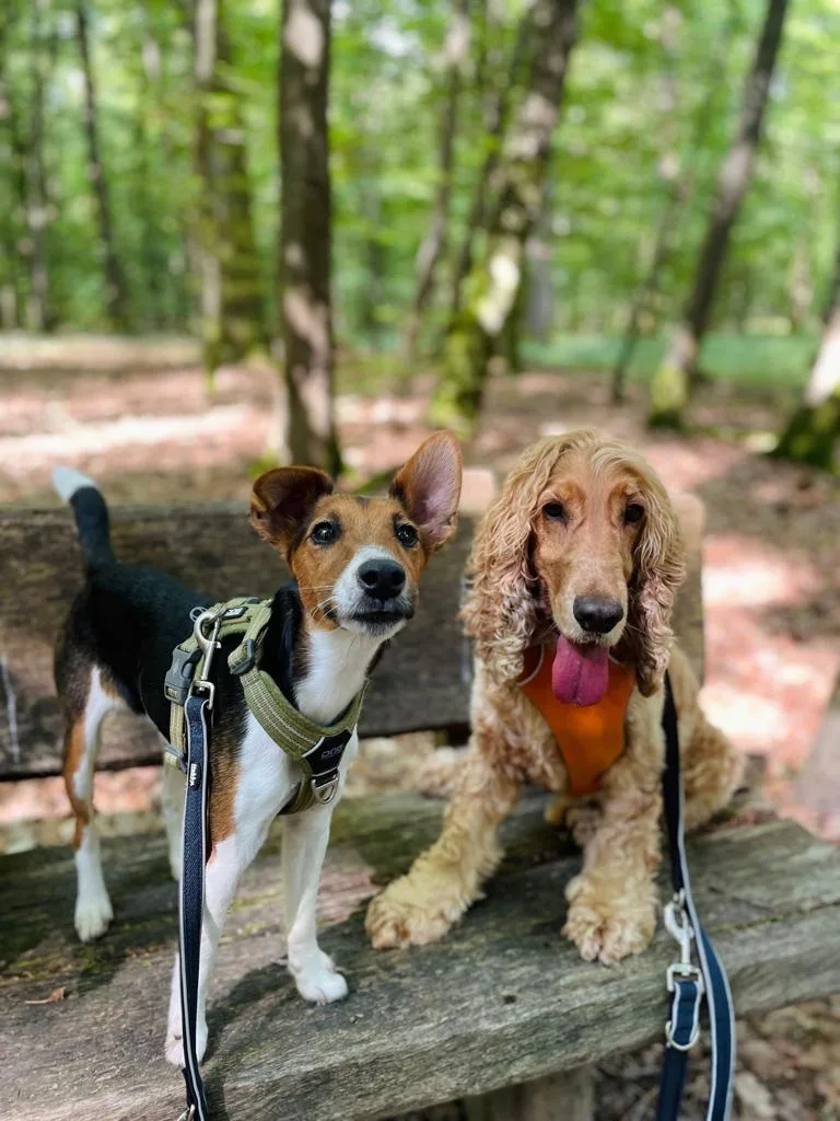 Martha & Friends The Dog Wellness Company S.a.r.l., - Luxembourg pet otel görseli 3