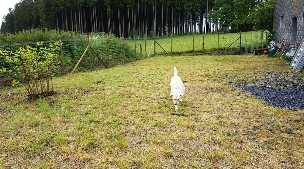 pension canine fauvillers - Luxembourg pet otel görseli 3