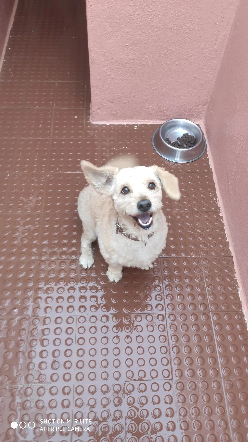Hotel Canino Monte Da Benviuda - Beja pet otel görseli 3