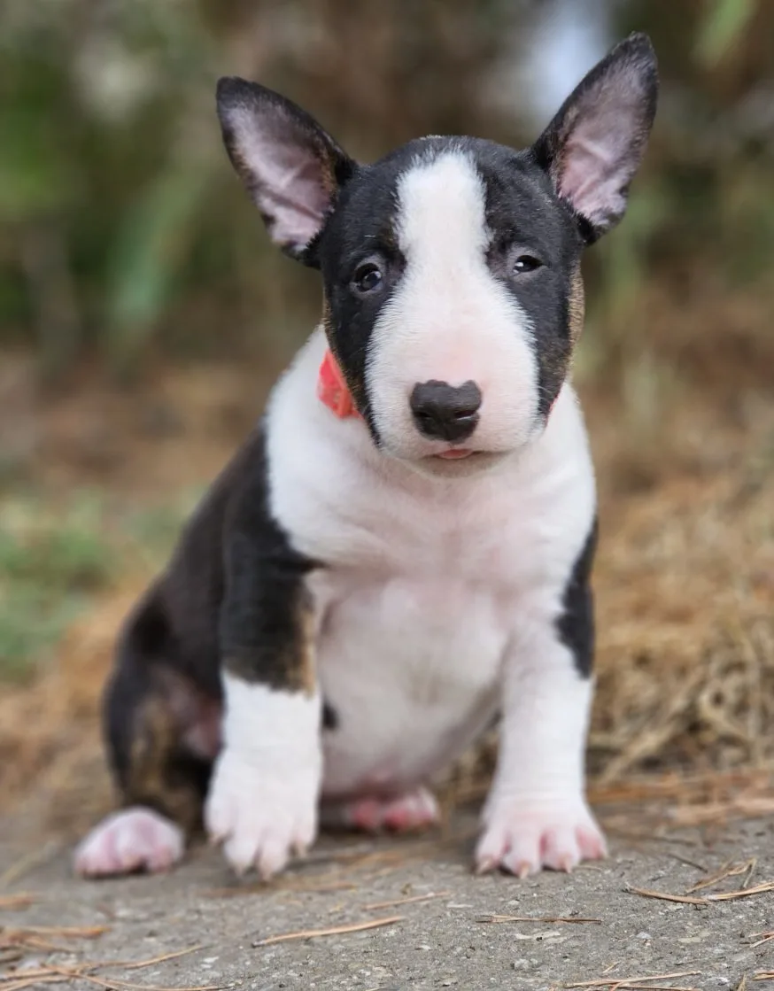 Betyárváró Kennel - Békés pet otel görseli 3