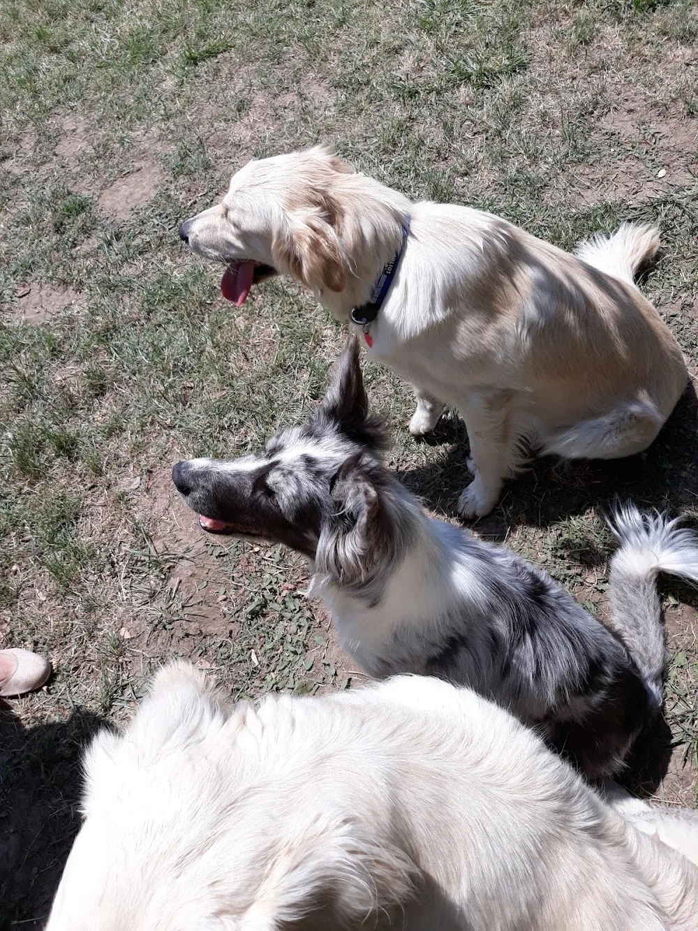 Dogland Kutyasuli és Kisállatpanzió - Békés pet otel görseli 3