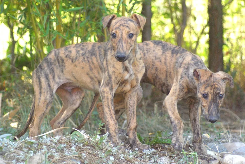 Fényűző magyar agár kennel és őshonos magyar háziállatok otthona - Békés pet otel