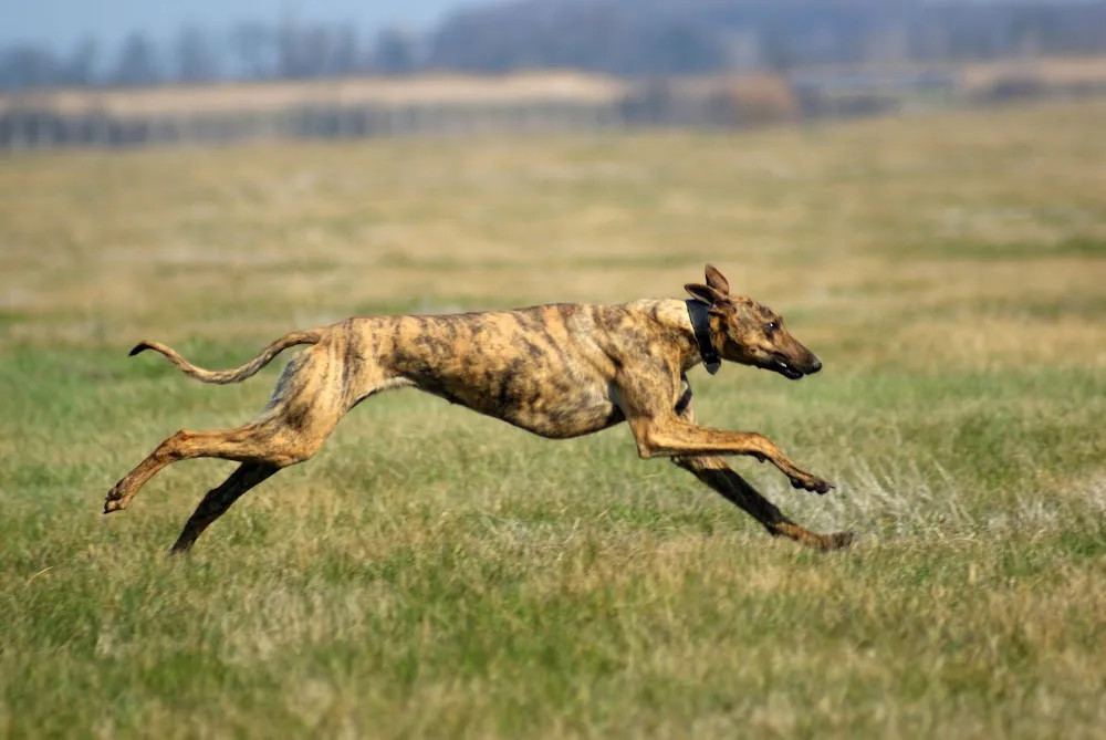 Fényűző magyar agár kennel és őshonos magyar háziállatok otthona - Békés pet otel görseli 3