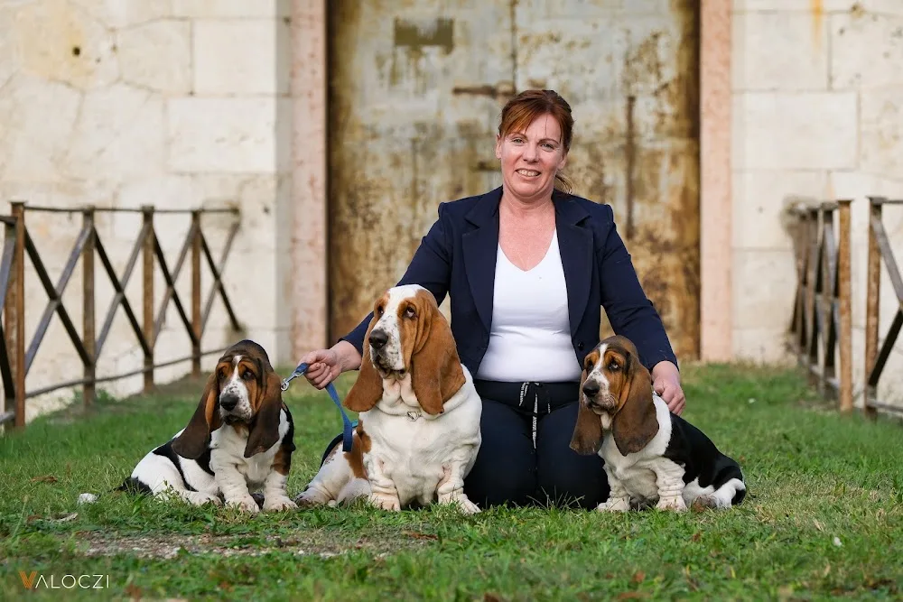 Nagyhegyi Pajkos Basset Hound Kennel és Pajkos Kutyapanzió - Békés pet otel