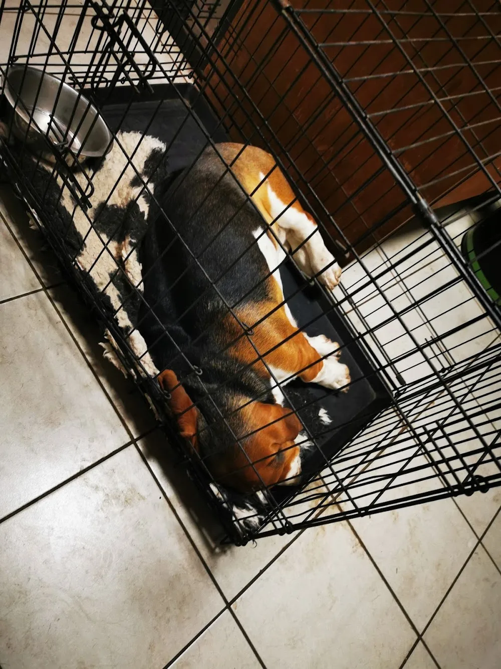 Nagyhegyi Pajkos Basset Hound Kennel és Pajkos Kutyapanzió - Békés pet otel görseli 3