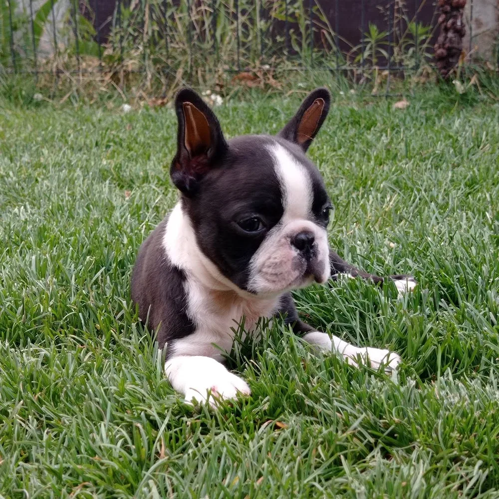 Tibet-Gyöngye boston terrier kennel - Békés pet otel