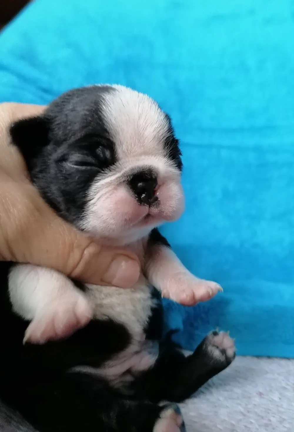 Tibet-Gyöngye boston terrier kennel - Békés pet otel görseli 3