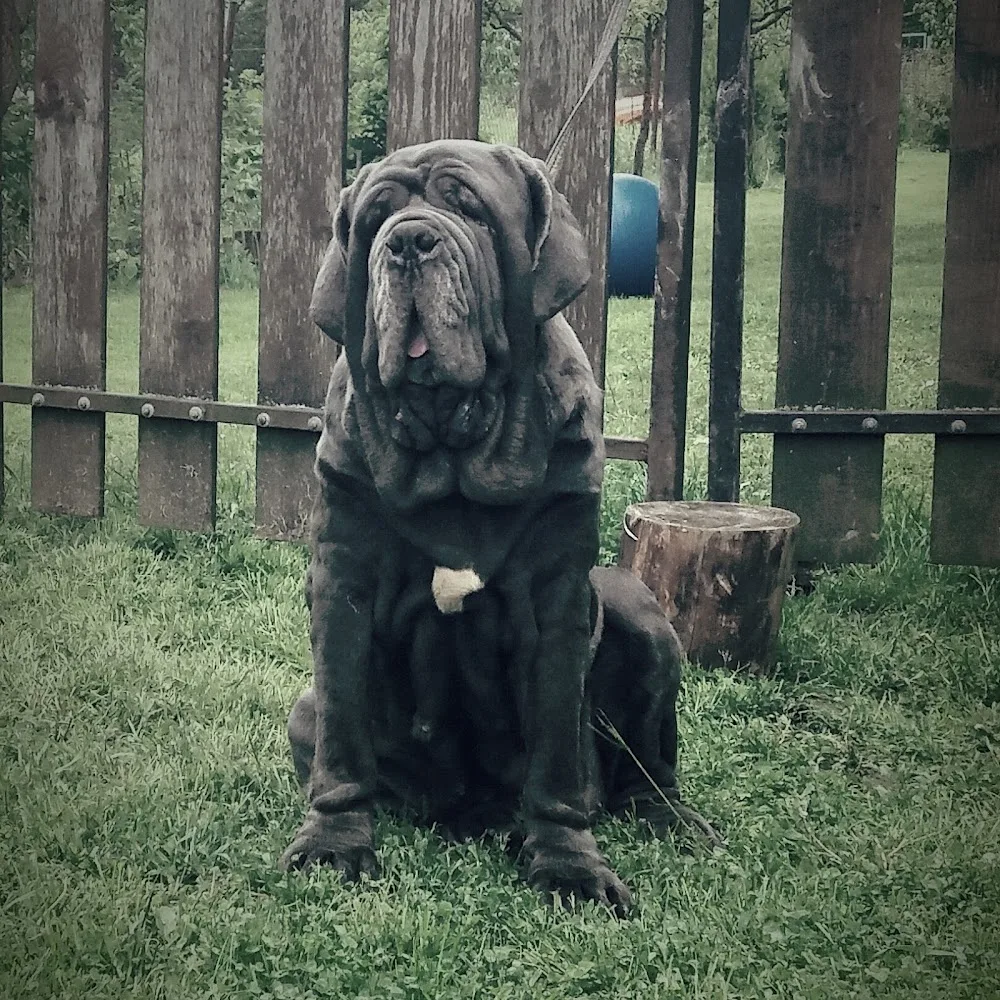 Della Grandozza Mastino Napoletano Kennel - Békéscsaba pet otel