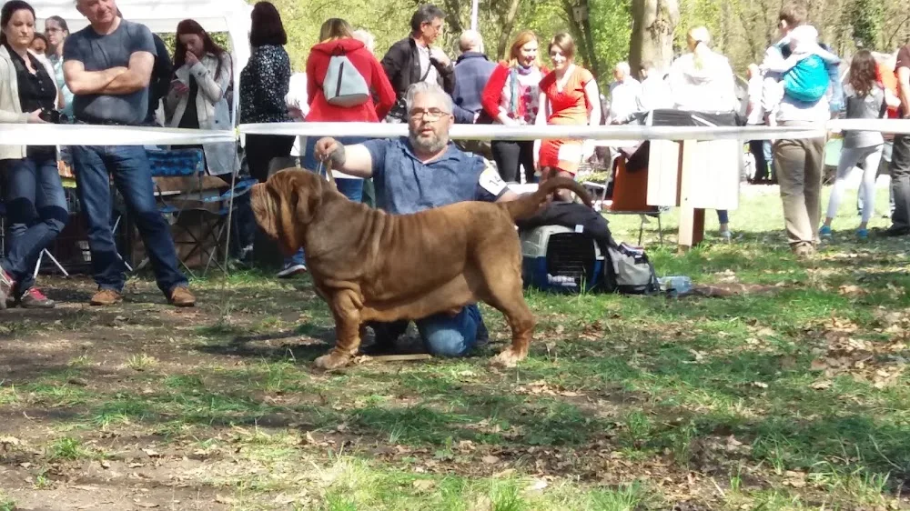 Della Grandozza Mastino Napoletano Kennel - Békéscsaba pet otel görseli 3