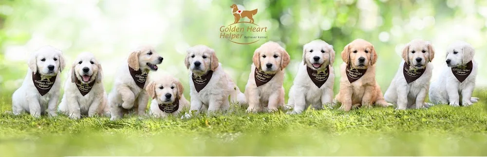 Golden Heart Helper - Golden Retriever Kennel - Békéscsaba pet otel
