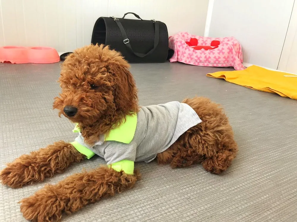 Belek Pati Evi / Köpek Ve Kedi(Antalya Köpek Oteli) Dog Hotel Hunde Hotel - xPet Otel görseli 3