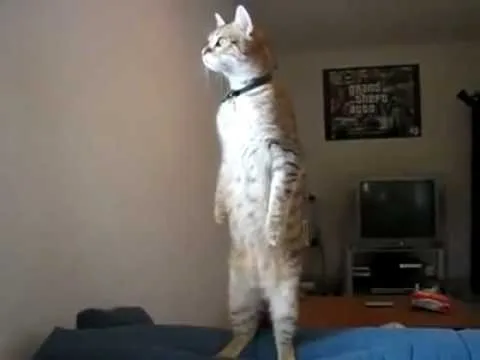 Ceiling Cat - Belfast pet otel