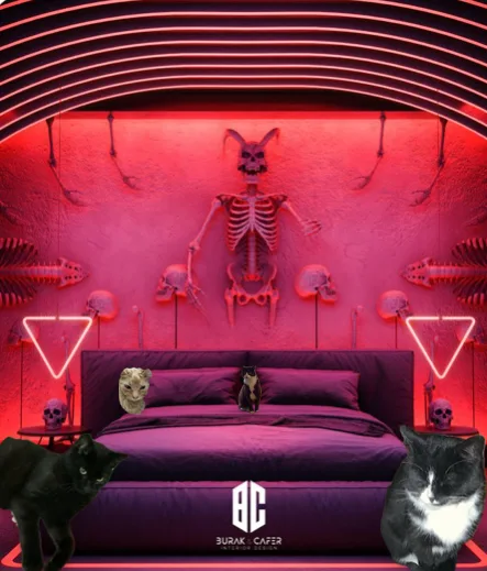 Ceiling Cat - Belfast pet otel görseli 3
