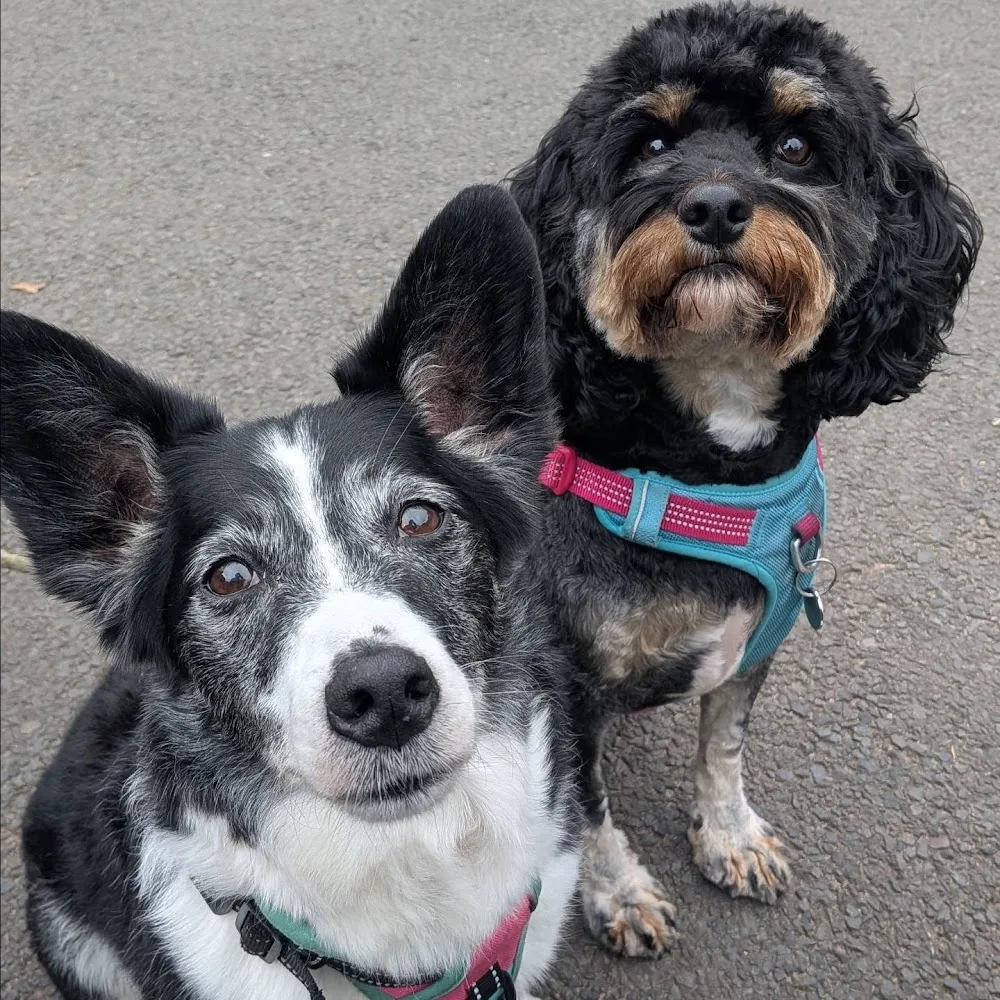 Duncan's Doggy Daycare - Belfast pet otel