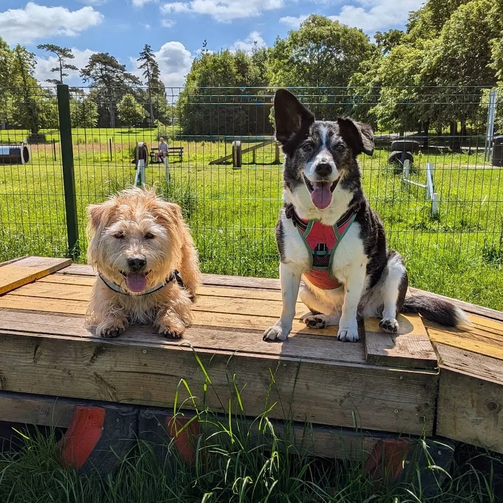 Duncan's Doggy Daycare - Belfast pet otel görseli 3