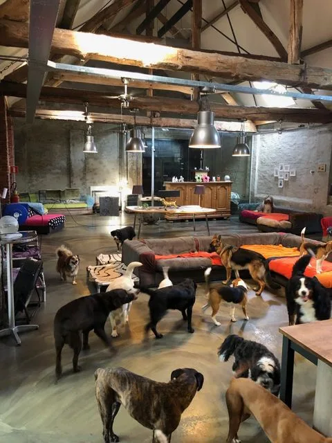 4 Paws Elegant Resorts 7 Luxe Hondenhotel - Belgium pet otel