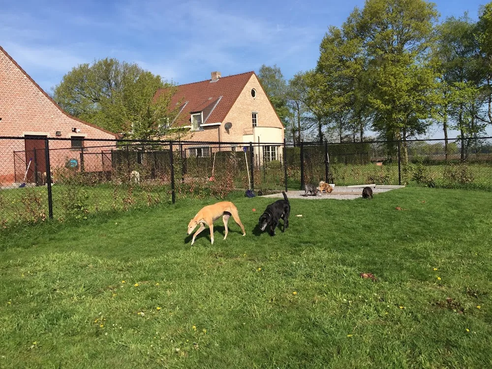 4 Paws Elegant Resorts 7 Luxe Hondenhotel - Belgium pet otel görseli 7