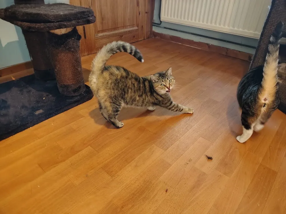 A Tout Poil , pension pour chats, lapins et cobayes - Belgium pet otel görseli 3