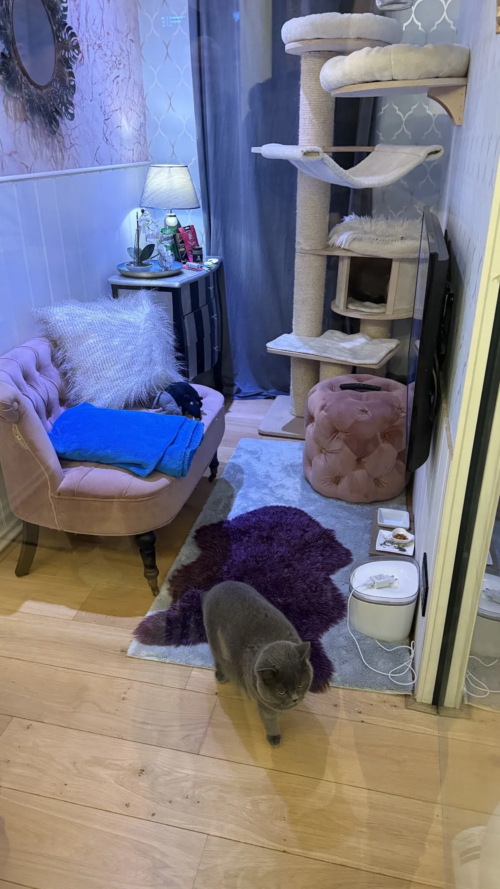 Cat Lounge Luxe Kattenhotel - Belgium pet otel görseli 3