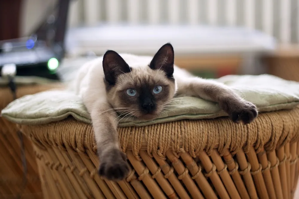 Cat'Étoiles - Hôtel/Pension pour chats et Pet-Sitter à domicile - Belgium pet otel