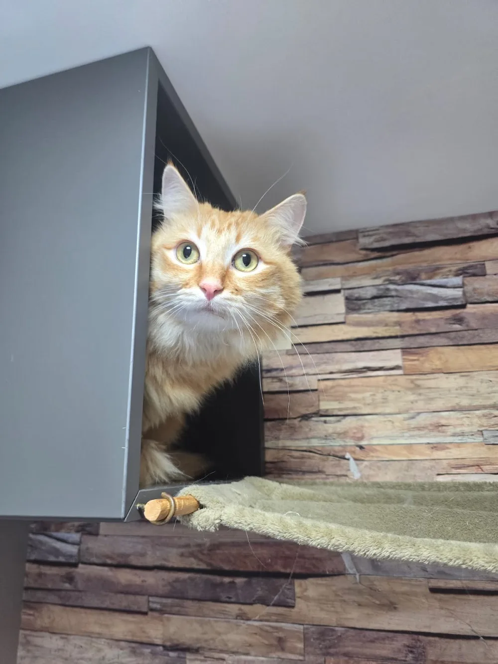 Cat'Étoiles - Hôtel/Pension pour chats et Pet-Sitter à domicile - Belgium pet otel görseli 11