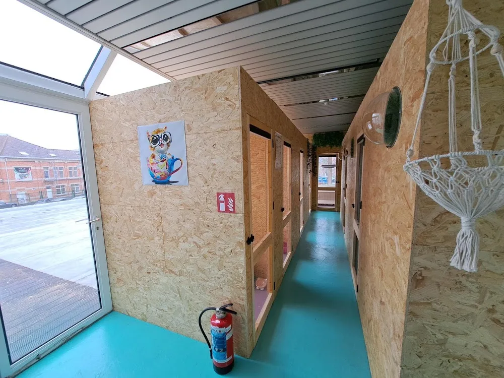 ChatLHome - Hotel pour chats / Kattenhotel - Belgium pet otel görseli 6