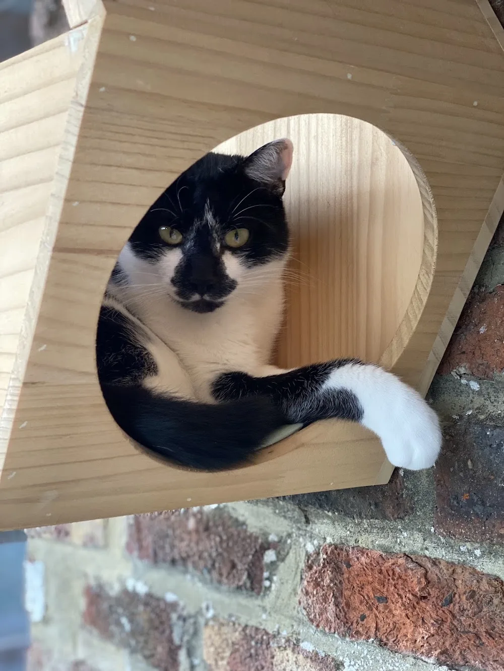 Chats perchés - Belgium pet otel görseli 3